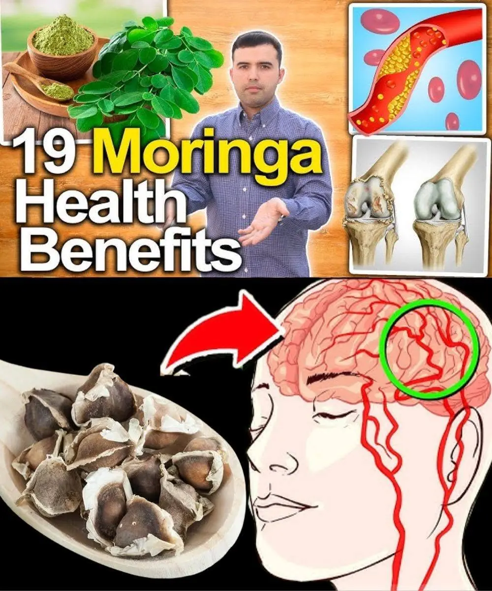 Moringa Seeds: 12 Potential Health Benefits Backed by Traditional Use