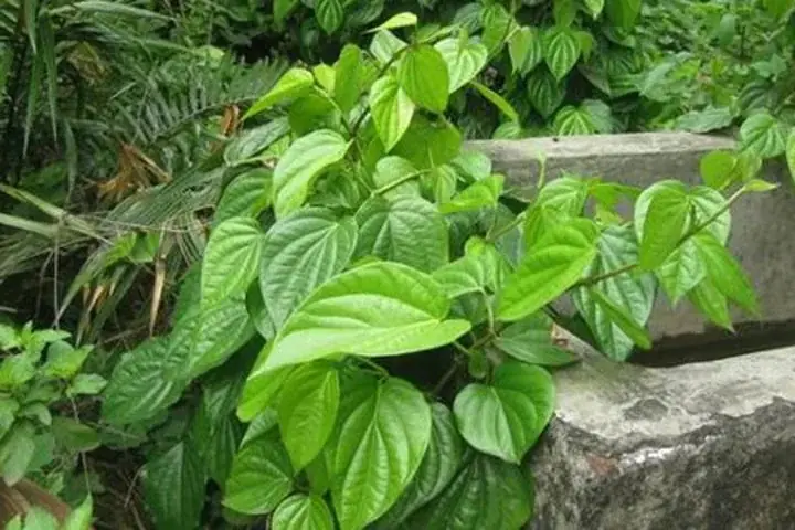 These 5 Backyard Plants May Be Associated with More Snake Activity
