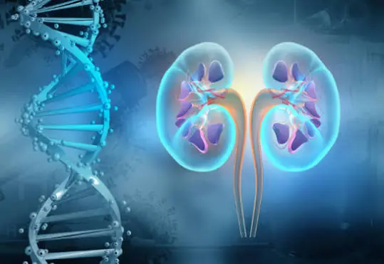 Are Your Kidneys Trying to Tell You Something? Here Are 10 Possible Signs
