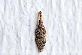 Millions Have Seen These Tiny Bugs at Home—But Few Know What They Are