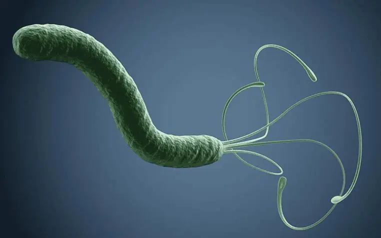 How to Treat H. pylori Naturally: Foods, Probiotics, and Lifestyle Habits That May Help Support Stomach Health