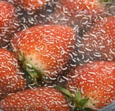 Why Tiny White Worms Appear in Strawberries and What You Should Do