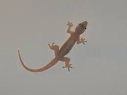 Have You Ever Wondered Why Lizards Visit Certain Homes? Find Out Here...