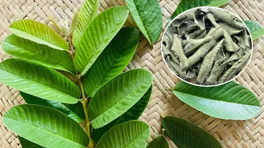 Guava Leaves: What You Should Know About Their Potential Health Benefits