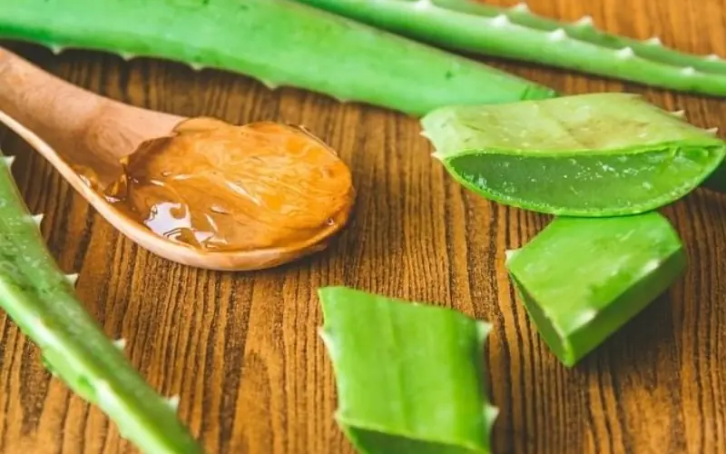 Aloe Vera: 10 Simple Uses and What You Should Know Before Trying Them