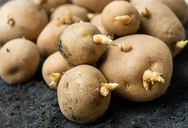 Why Do Sprouted Potatoes Become Toxic? What You Need to Know Before Eating Them