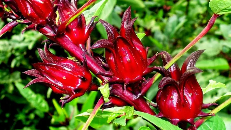Roselle (Hibiscus): What You Should Know About Its Potential Health Benefits