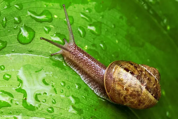 10 Amazing Facts About Snails: Nature's Slow but Fascinating Creatures