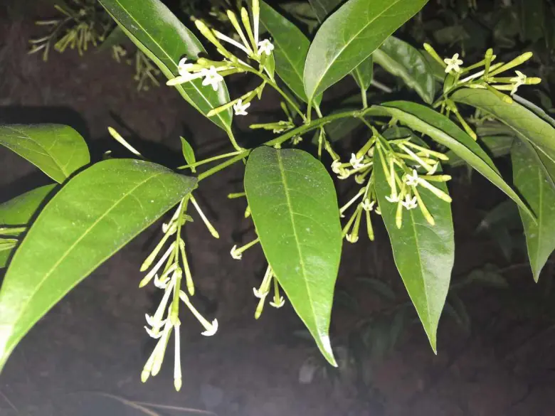 These 5 Garden Plants May Create Snake-Friendly Hiding Spots