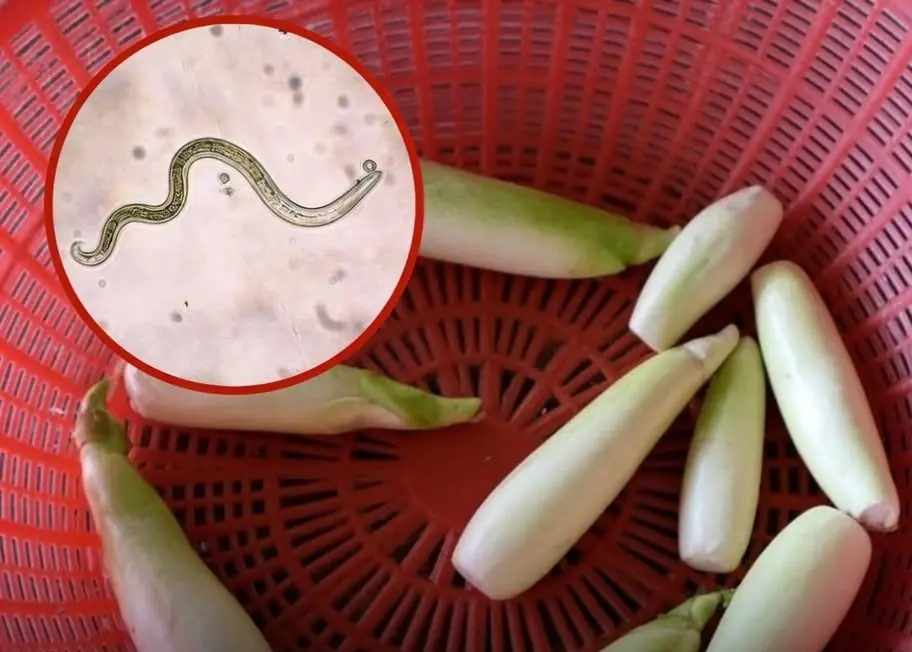 The Vegetable People Love Raw… But It May Carry Hidden Parasites
