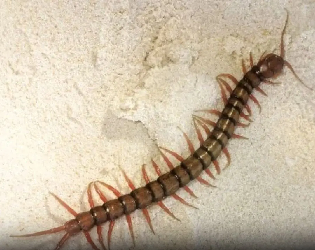 If you find a centipede at home, here is what it means... See more
