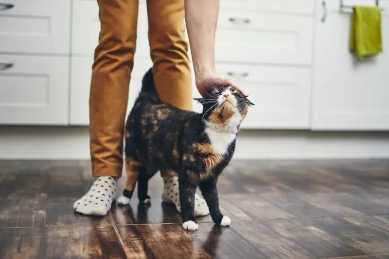 Cat Rubbing Behavior Explained: What Your Feline May Be Communicating