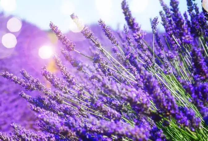 Lavender and Your Health: What Research Says About Its Potential Benefits