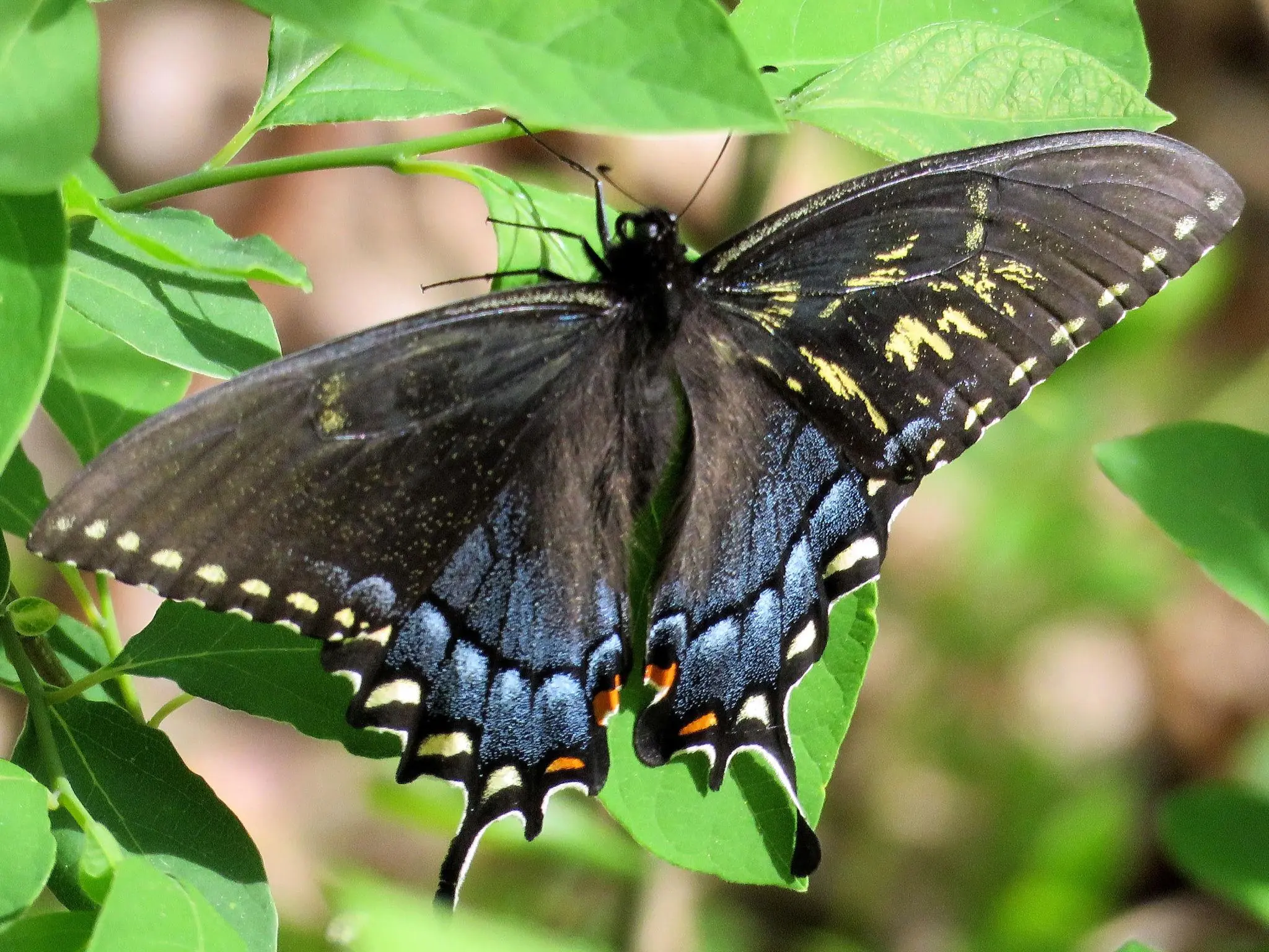 What Does It Mean When a Black Butterfly Visits Your Home? Exploring the Symbolism Across Cultures