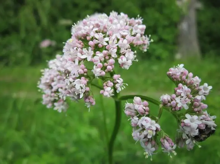 Valerian Root Tea: A Traditional Herbal Tea That May Promote Better Sleep