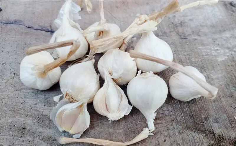 Can Garlic Support Your Health? 8 Potential Benefits Explained