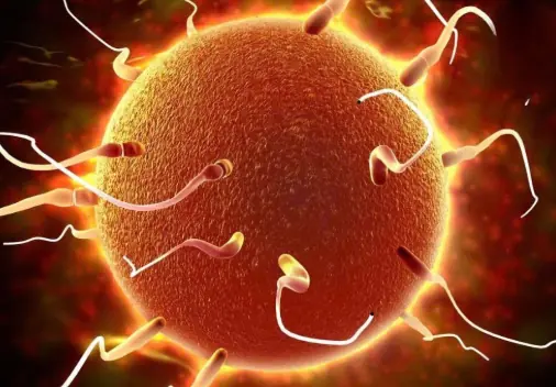 3 “Golden” Foods That Help Women During Menopause Maintain Healthy Ovaries and Slow Aging