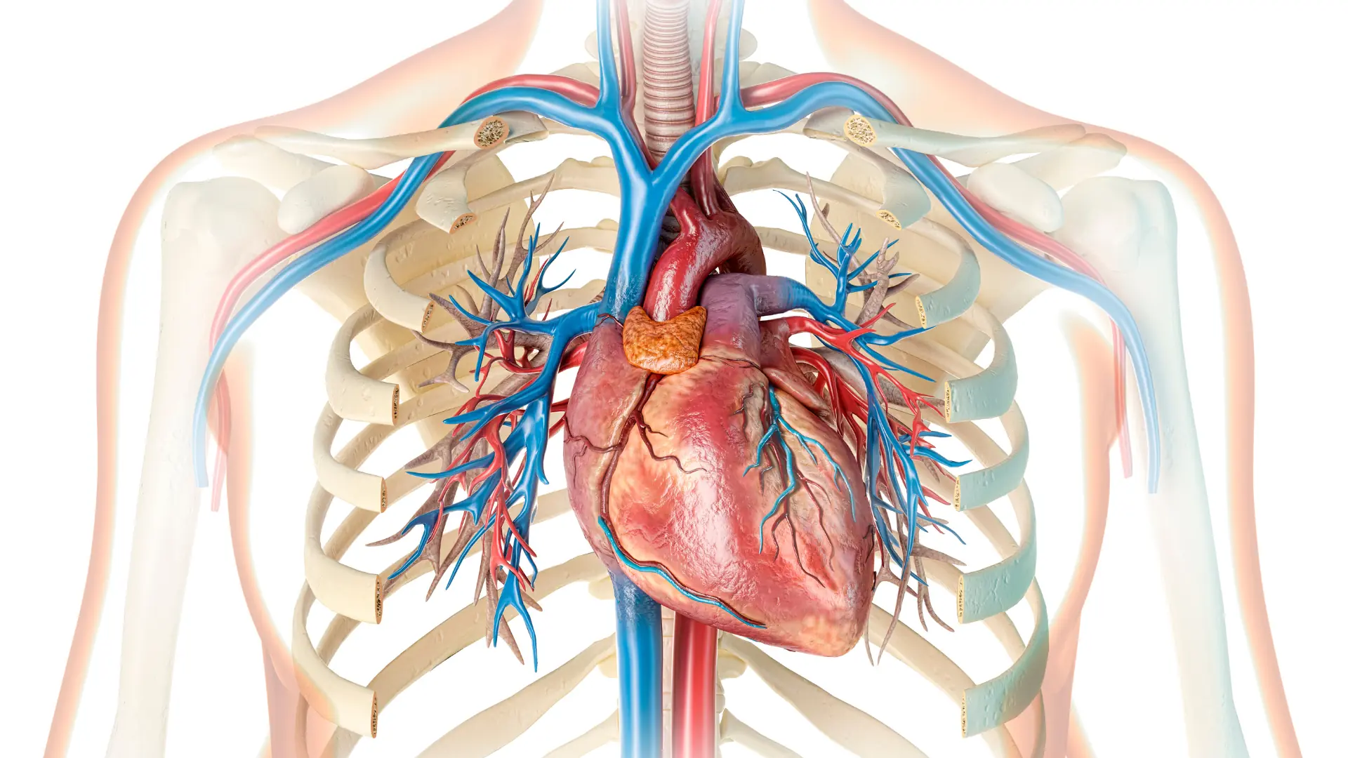 A Heart Attack Doesn't Always Strike Without Warning — Know These 7 Signs