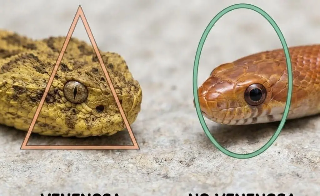 Venomous or Harmless? Here's What You Should Know About Identifying Snakes...