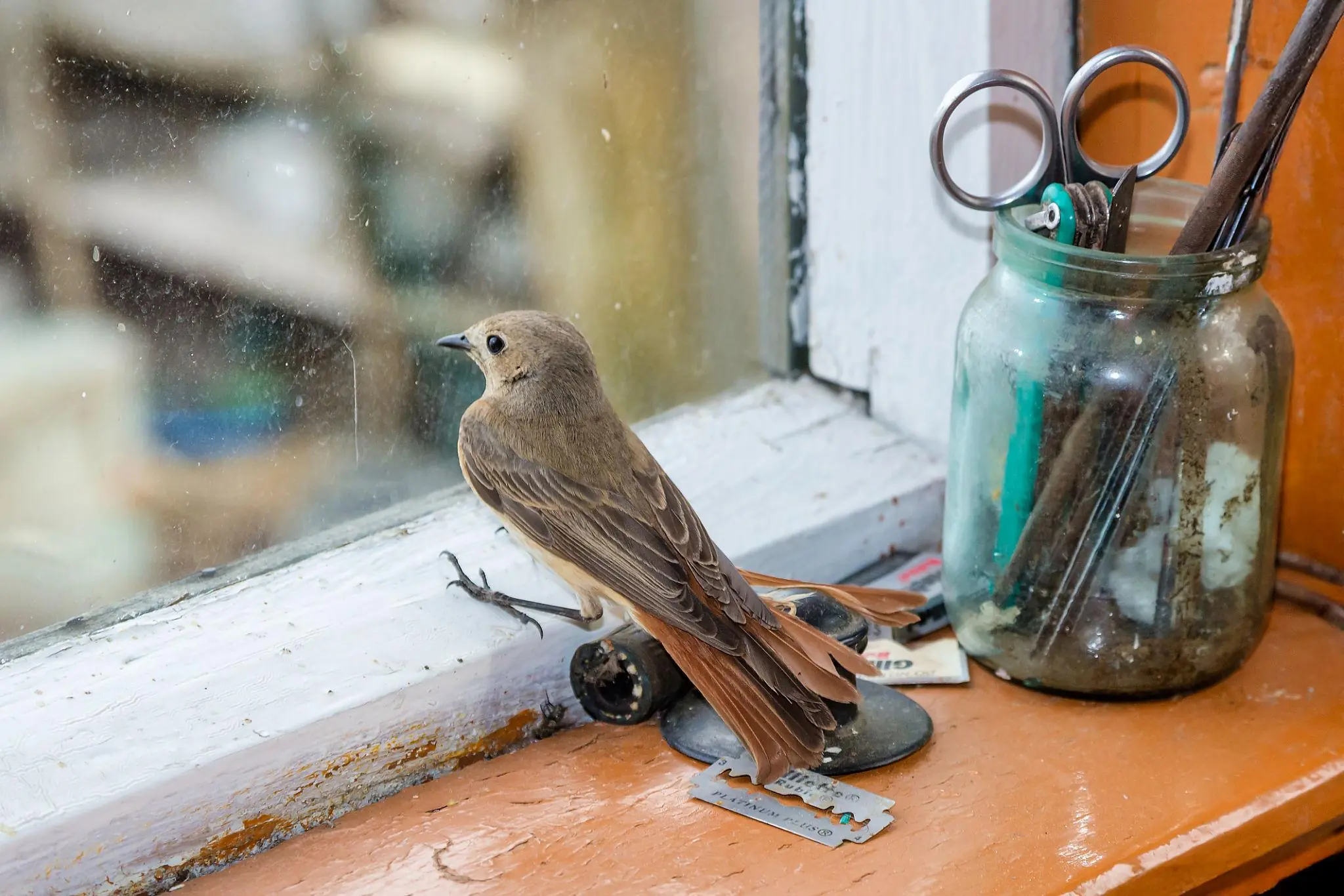 What Does It Mean When a Bird Enters Your Home? The Symbolism Behind This Unexpected Visitor