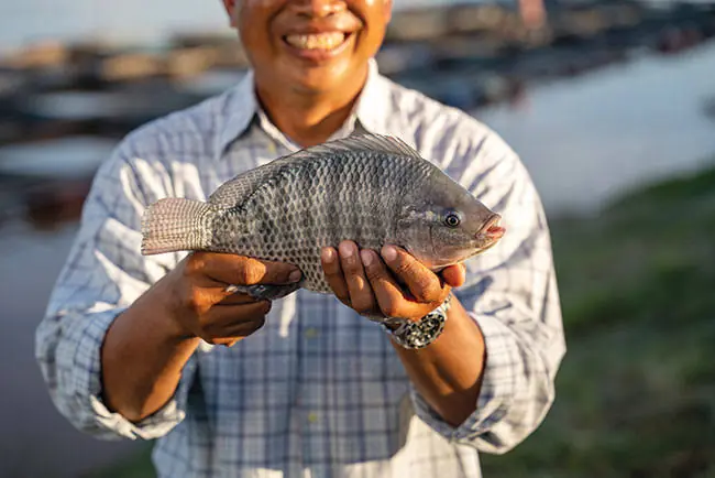 You May Never Look at This Fish the Same Way Again After Learning This