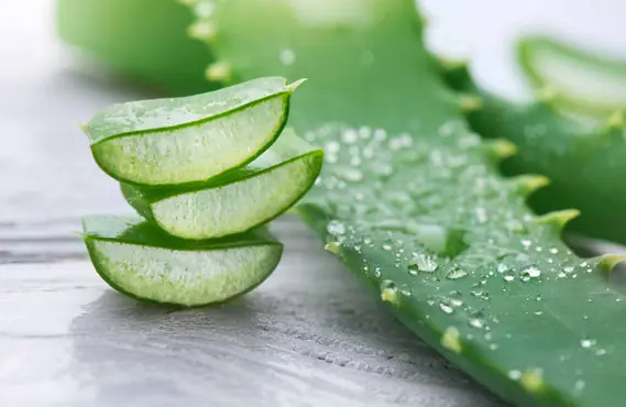 Why Aloe Vera Is Valued for Its Nutrients and Everyday Health Uses