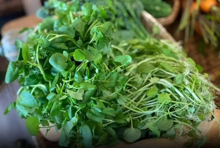 Tiny vegetable, massive health benefits — why experts call it the ‘king of anti-can.cer foods