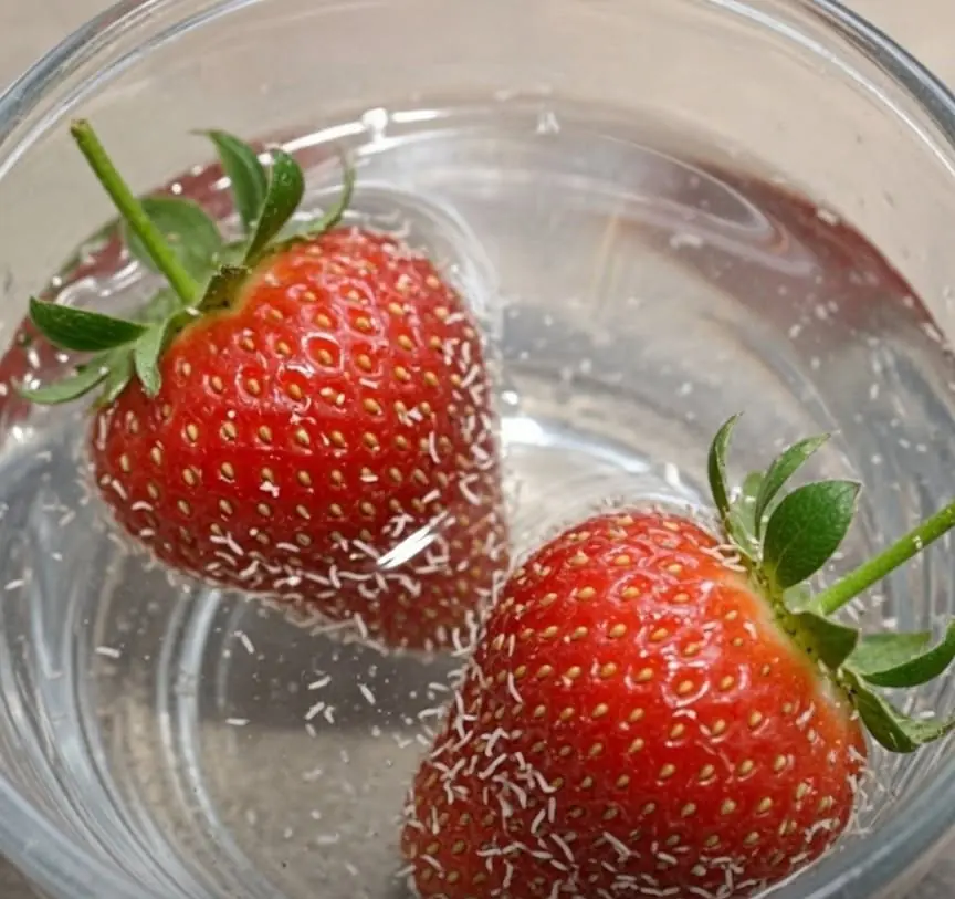Salt Water Revealed Something Unexpected in My Berries — Should You Be Concerned?