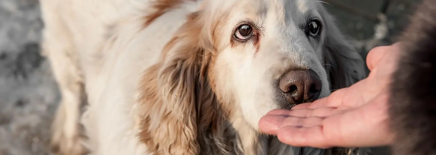 It's Embarrassing, But Completely Normal! Here's Why Dogs Do It...