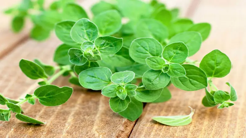 The Potential Health Benefits of Oregano: An Evidence-Based Overview