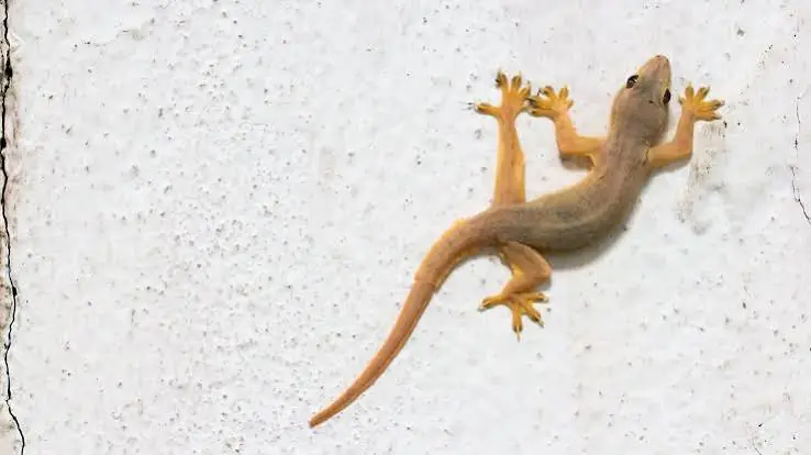 Seeing a Lizard in Your Home Isn't Always Random—Here's What It May Symbolize
