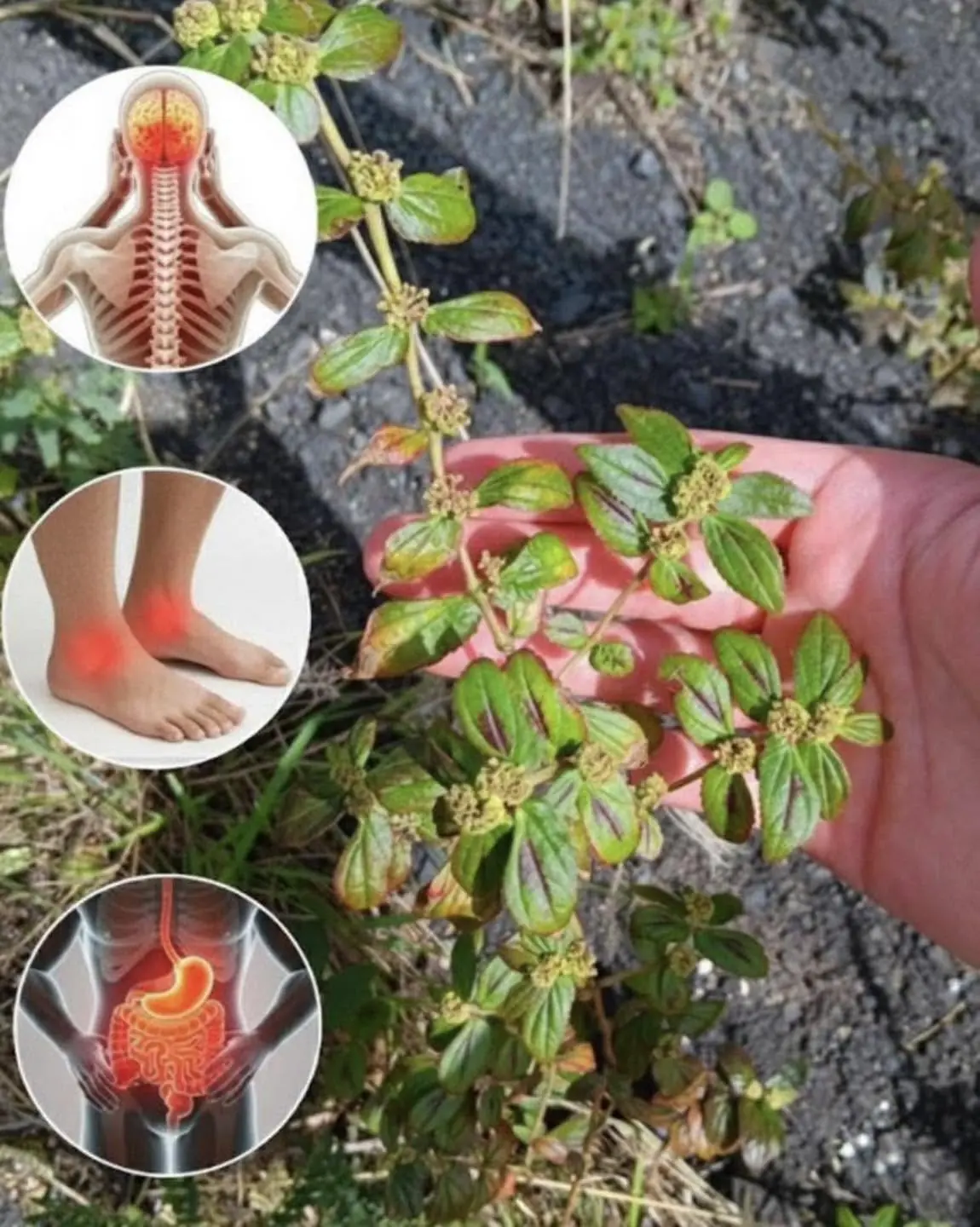 Essa planta tem mais poder do que você imagina, e cresce em todo lugar...