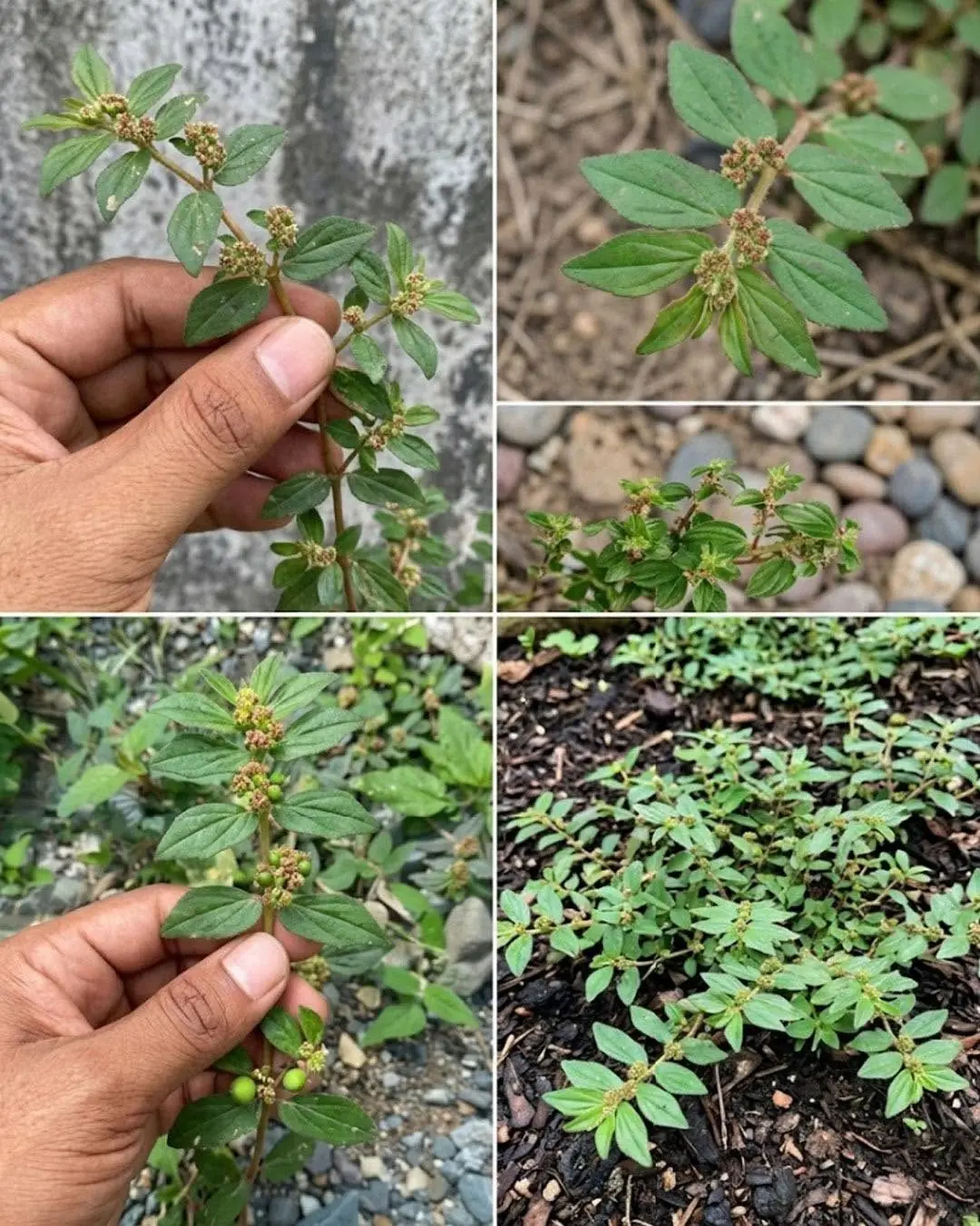 Essa planta tem mais poder do que você imagina, e cresce em todo lugar...