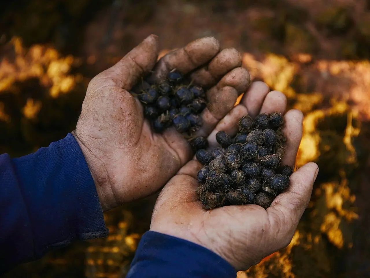 These Animals Produce 'Nature's Most Expensive Materials'—Some Are Worth More Than Gold