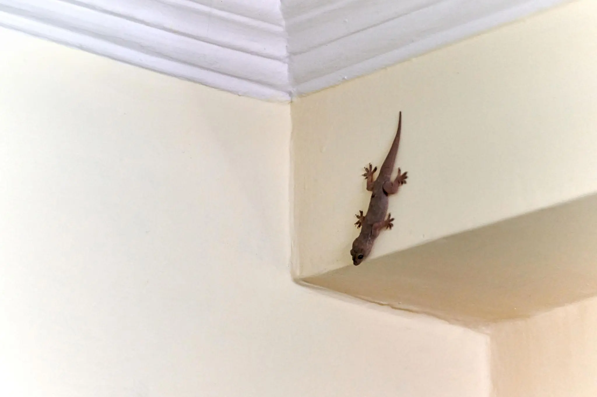 What Does It Mean When a Lizard Visits Your Home? Here's What Different Beliefs Say