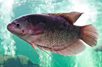 Many Families Eat This Fish Regularly Without Realizing the Potential Risks