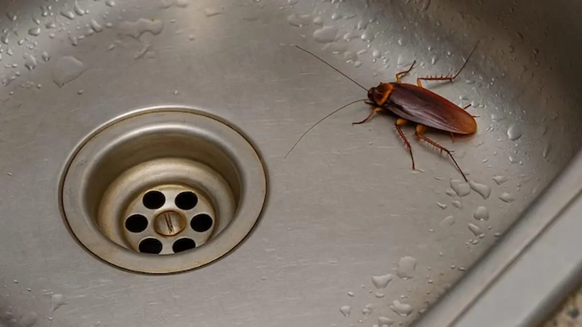 Did you know that if cockroaches come to your home, it's a sign that... see more