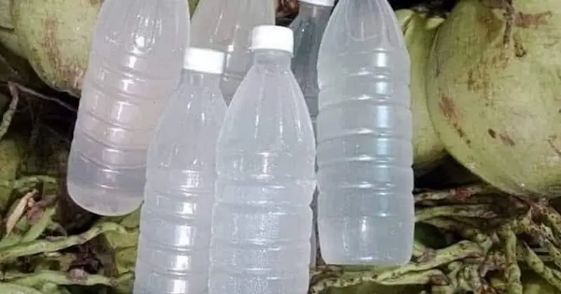 How Coconut Water May Affect Your Kidneys — Benefits and Cautions