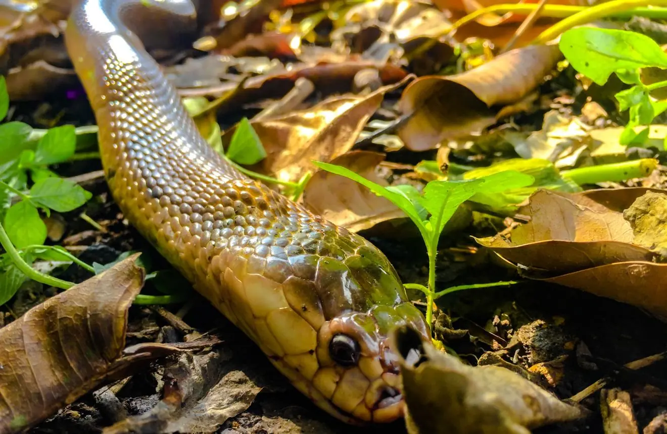 Snake Bite First Aid: What You Should Do Immediately Could Save Your Life