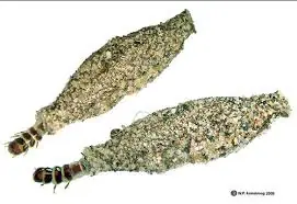 Meet the Kamitetep: The Remarkable Moth That Looks Almost Too Incredible to Be Real