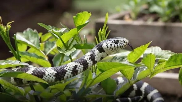 These 5 Backyard Plants May Be Associated with More Snake Activity