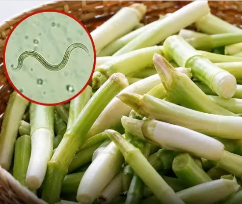 Why Raw Green Onions Can Carry Hidden Risks—and How to Eat Them Safely