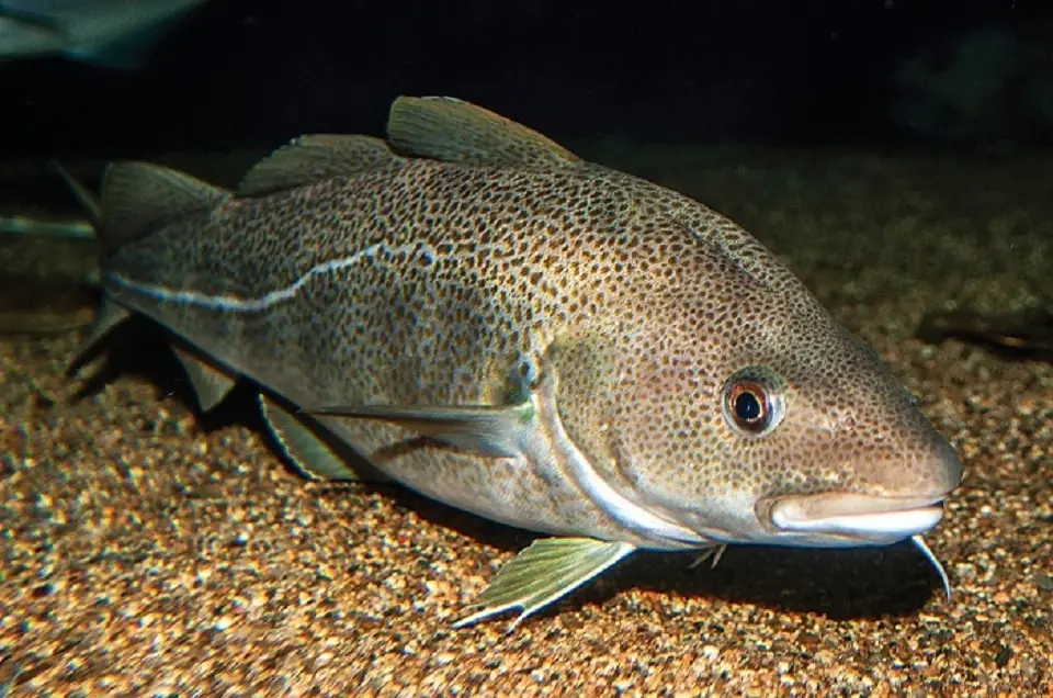 These 4 Protein-Packed Fish Are Affordable, Easy to Prepare, and Low in Bones