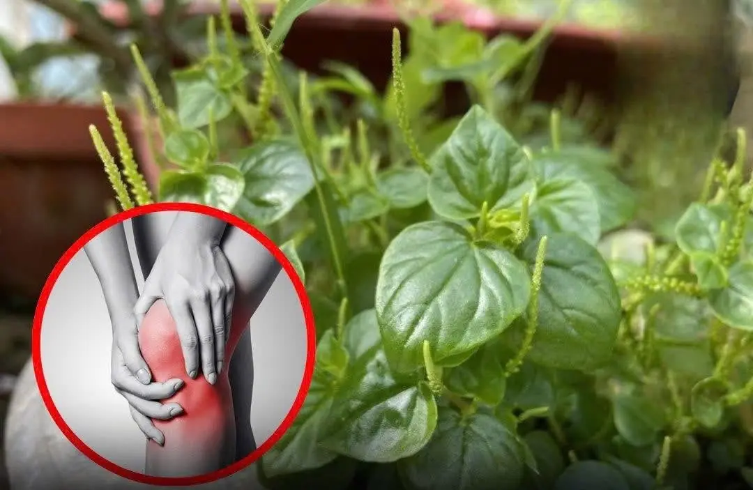 This precious vegetable can ease joint and bone pa:in — yet most people pull it out without knowing its value
