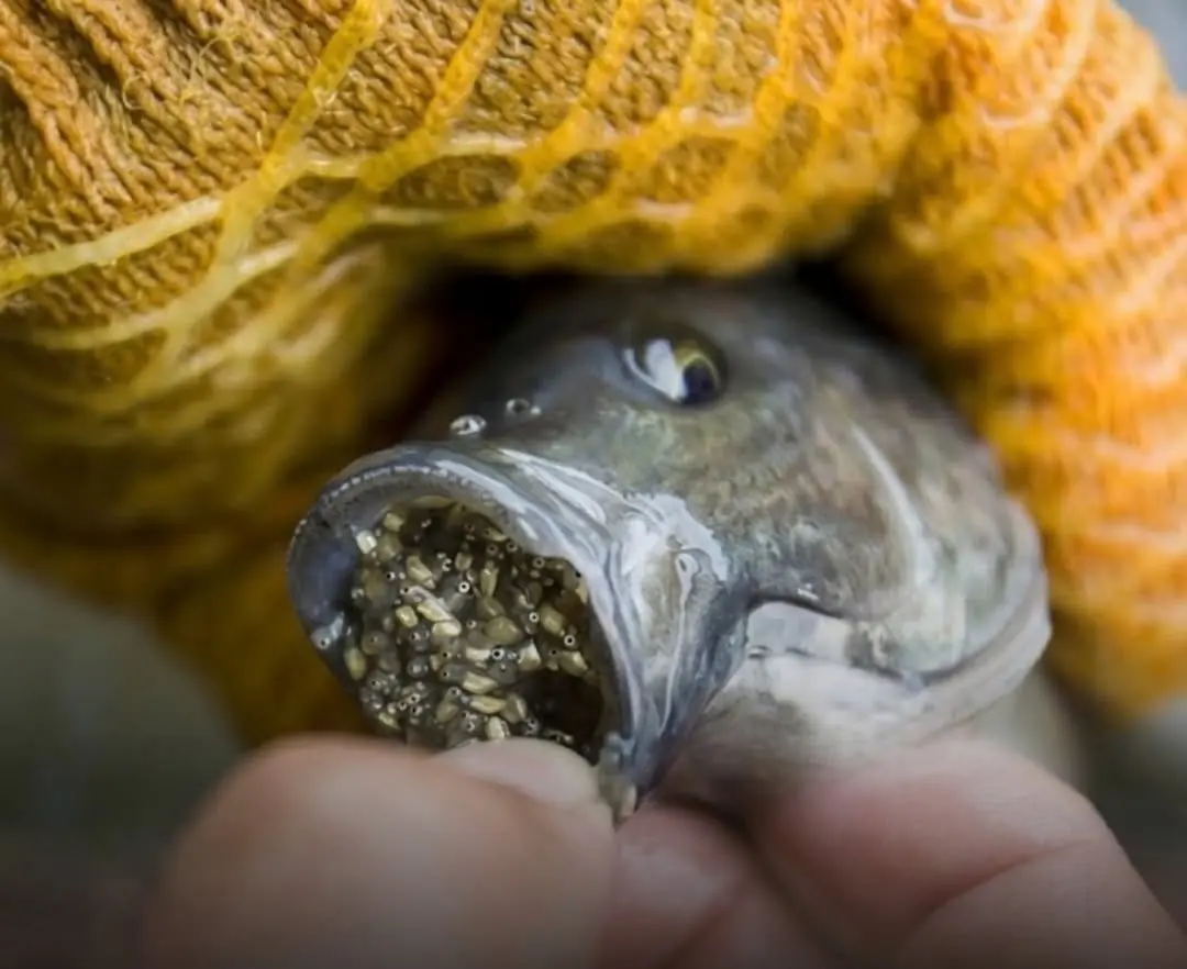 Many People Still Eat This Fish Without Realizing What Could Be Hiding Inside…