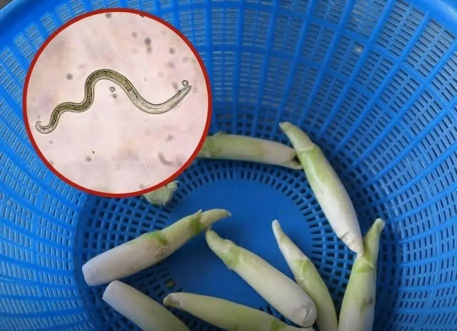 Doctors Say This Popular Vegetable Should Always Be Washed Thoroughly—Here's Why