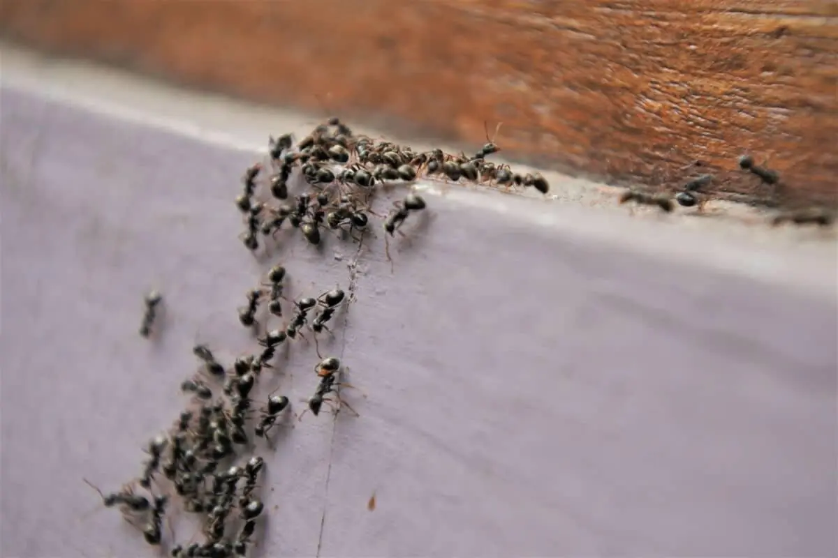 What the Universe Is Trying to Tell You When Ants Invade Your Home