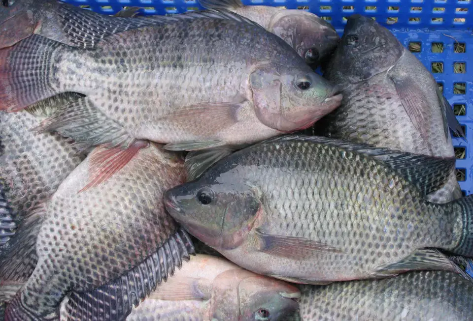 Is Tilapia as Healthy as You Think? Here's What Research Suggests