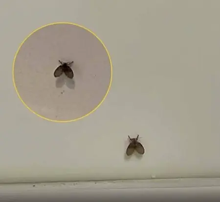 Tiny Flies in Your Bathroom? Here's What They Really Mean—and How to Get Rid of Them