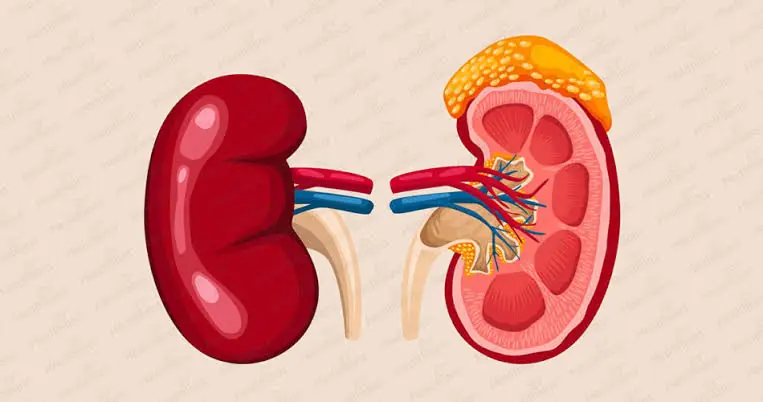 Kidney Problems Can Develop Quietly. Here Are Some Signs and Healthy Habits to Know